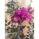 Lagerstroemia indica "Rhapsody in blue"