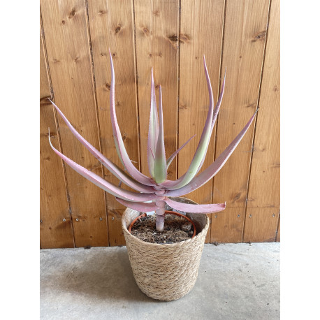 Aloe comosa