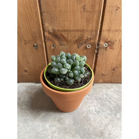 Haworthia obtusa