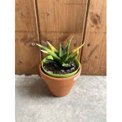 Haworthia limifolia variegata