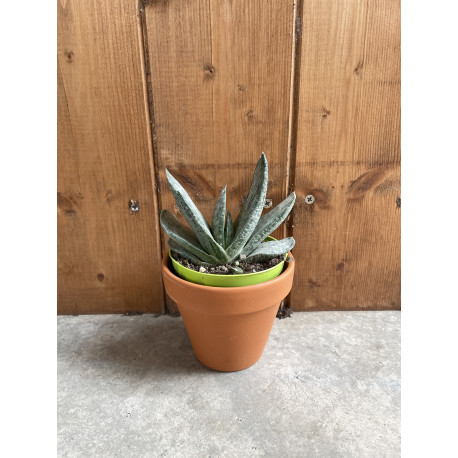 Gasteria obtusa variegata