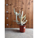 Euphorbia lactea white ghost