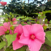 🌸 Hibiscus des marais🪴
-
À partir de 29,95€ 
-
#hibiscus #hibiscusmoscheutos #hibiscusdesmarais #hibiscusflower #flowerpower #flowerstagram #flowerphotography #flowerlovers #flowergarden