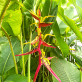 😍ARRIVAGE de beautés en direct de notre production! 🍃
-
Un peu de tropical au jardin? C’est parti avec deux touches exceptionnelles: 
🌸Heliconia schiedeana: 59,95€
🌼Alpinia zerumbet variegata: 49,95€
- 
⚠️Stock limité ! 
-
Disponible dès maintenant en magasin ! 
-
#heliconia #heliconiaschiedeana #balisier #alpinia #alpiniazerumbetvariegata #tropical #tropicalvibes #tropicalplants #tropicalparadise #tropicalgarden #plant #plantbased #plantaddict #plantlove #flower #flowerphotography #flowerpower #flowerlovers #lafermeauxcactus