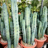 ⚡️PROMOS ET ARRIVAGE! 🔥
-
(Par ordre de photos) 
Myrtillocactus geometrizans: 24,95€
Aloe bainesii: 99,95€
Opuntia microdasys: 24,95€ 
Euphorbia trigona rubra: 19,95€ 
Cycas revoluta: 79,95€ 
Archontophoenix alexandrea: 199,95€ 
Portulacaria afra: 79,95€ -25%
Trichocereus pasacana: à partir de 14,95€ 
Crassula: 39,95€