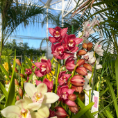 ⚡️PROMO ET ARRIVAGE! ⚡️
-
(Par ordre de photo)-
-
Cymbidium: 29,95€
Archontophoenix alexandrae ≈2m: 199,95€ 
Arecastrum ≈180cm: 49,95€ -25% 
Camelia: à partir de 19,95€
Cycas: 79,95€
Aloe bainesii: 99,95€
Myrtillocactus geometrizans: 24,95€
Euphorbia trigona rubra: 19,95€
Crassula: 39,95€
Poteries Asie: tout à -25% !